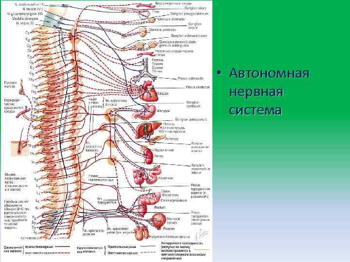  • Автономная нервная система 