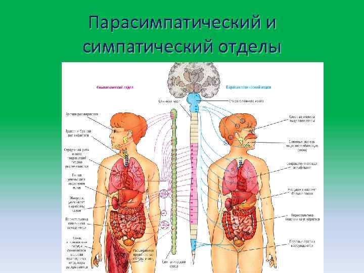 Парасимпатический и симпатический отделы 