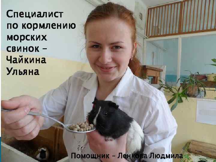 Специалист по кормлению морских свинок – Чайкина Ульяна Помощник – Ленкова Людмила 