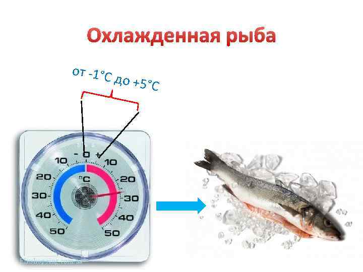 Мороженая рыба температура