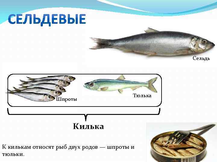 Чем отличается килька от анчоуса. Килька, тюлька, Хамса и салака.. Разновидность сельди. Виды селедки. Тюлька и килька рыба.