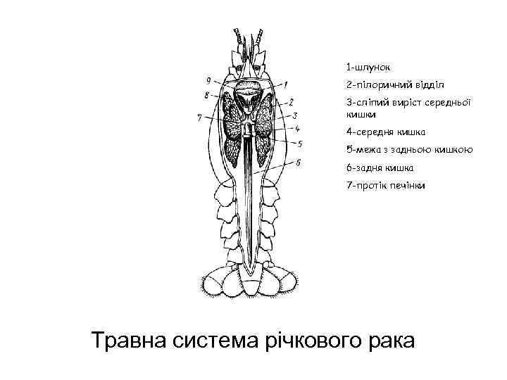 1 -шлунок 2 -пілоричний відділ 3 -сліпий виріст середньої кишки 4 -середня кишка 5