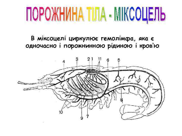 В міксоцелі циркулює гемолімфа, яка є одночасно і порожнинною рідиною і кров’ю 