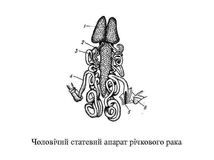 Чоловічий статевий апарат річкового рака 