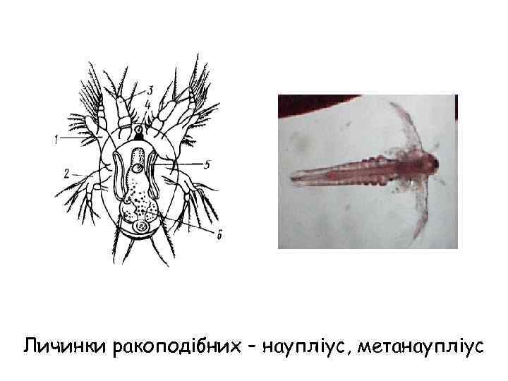 Личинки ракоподібних – наупліус, метанаупліус 