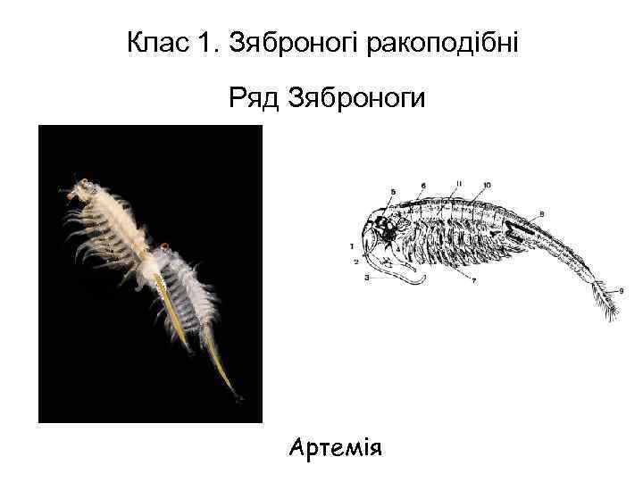 Клас 1. Зяброногі ракоподібні Ряд Зяброноги Артемія 