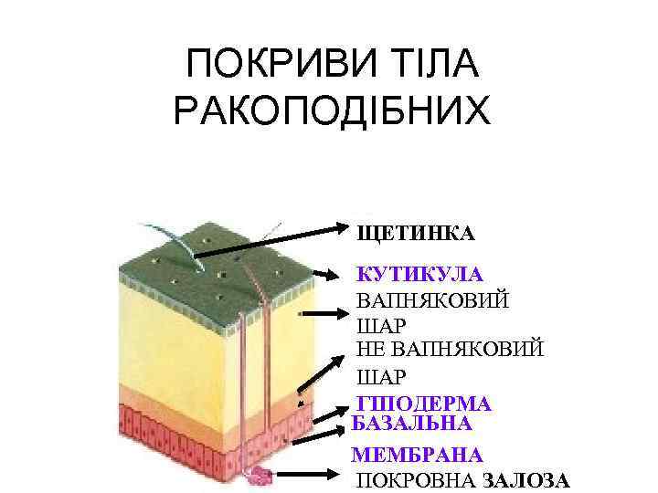 ПОКРИВИ ТІЛА РАКОПОДІБНИХ ЩЕТИНКА КУТИКУЛА ВАПНЯКОВИЙ ШАР НЕ ВАПНЯКОВИЙ ШАР ГІПОДЕРМА БАЗАЛЬНА МЕМБРАНА ПОКРОВНА