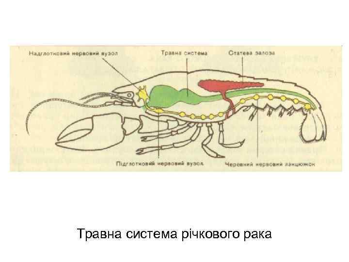 Травна система річкового рака 