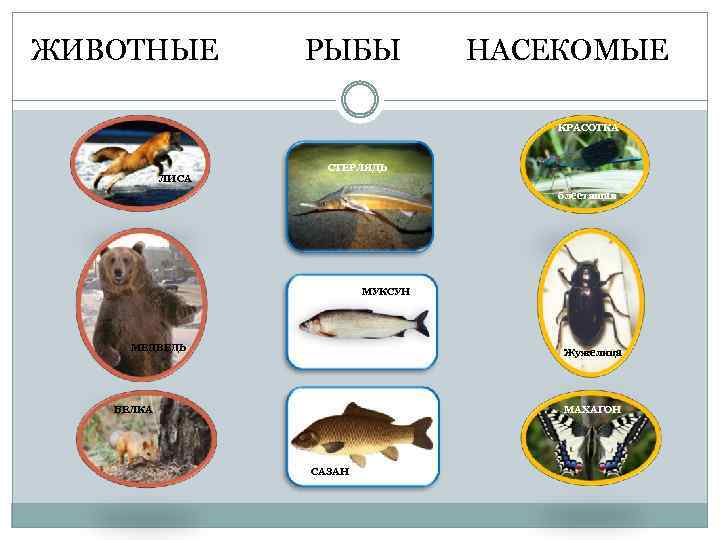 ЖИВОТНЫЕ РЫБЫ НАСЕКОМЫЕ КРАСОТКА ЛИСА СТЕРЛЯДЬ блестящая МУКСУН МЕДВЕДЬ Жужелица БЕЛКА МАХАГОН САЗАН 