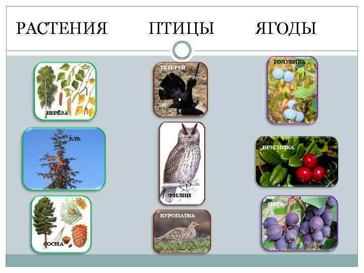 РАСТЕНИЯ ПТИЦЫ ЯГОДЫ ТЕТЕРЕВ ГОЛУБИКА БЕРЁЗА ЕЛЬ БРУСНИКА ФИЛИНН ИРГА КУРОПАТКА СОСНА 