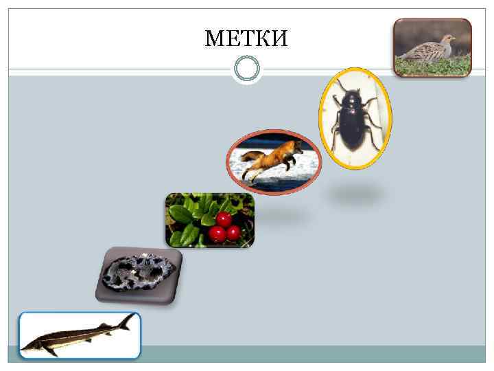 МЕТКИ 