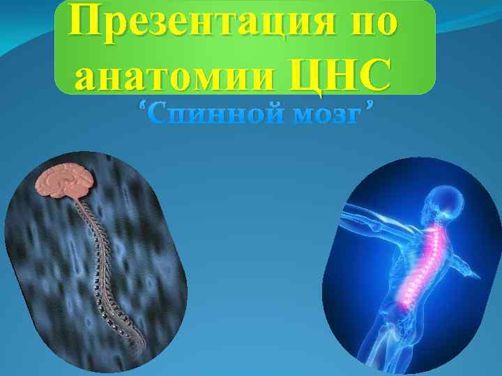 Презентация по анатомии ЦНС “Спинной мозг” 