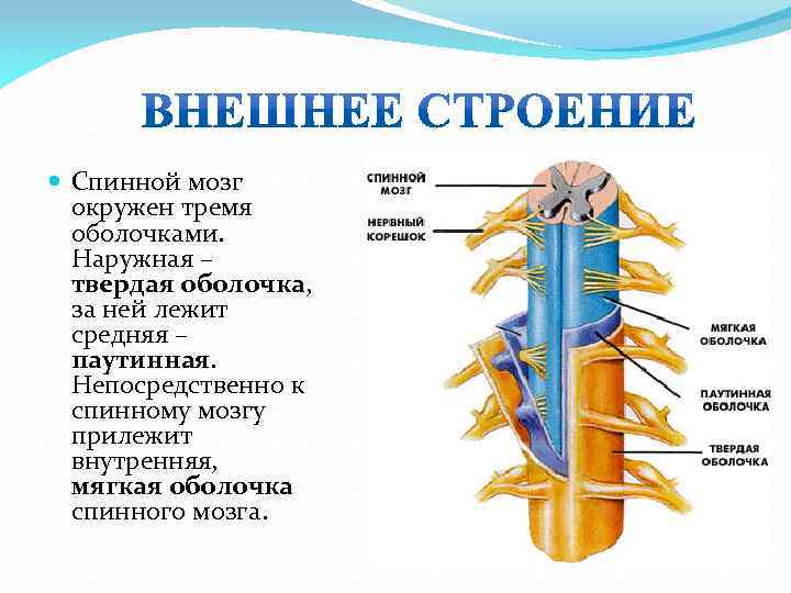  Спинной мозг окружен тремя оболочками. Наружная – твердая оболочка, за ней лежит средняя