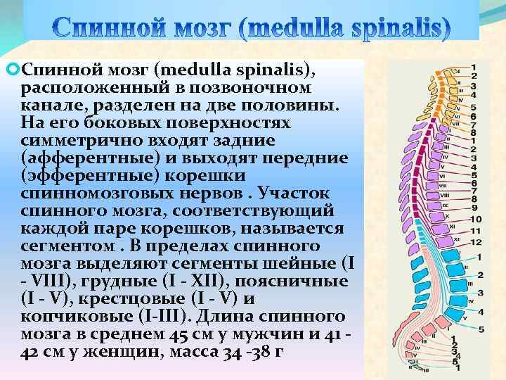 Презентация цнс спинной мозг