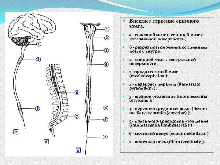  Внешнее строение спинного мозга. а - головной мозг и спинной мозг с латеральной