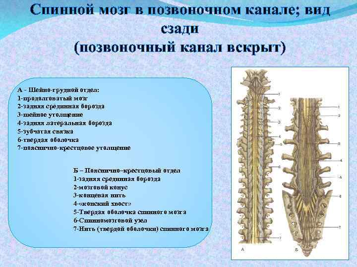 Спинной мозг в позвоночном канале; вид сзади (позвоночный канал вскрыт) А - Шейно-грудной отдел: