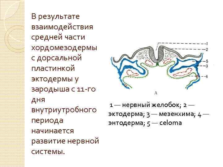В результате взаимодействия средней части хордомезодермы с дорсальной пластинкой эктодермы у зародыша с 11