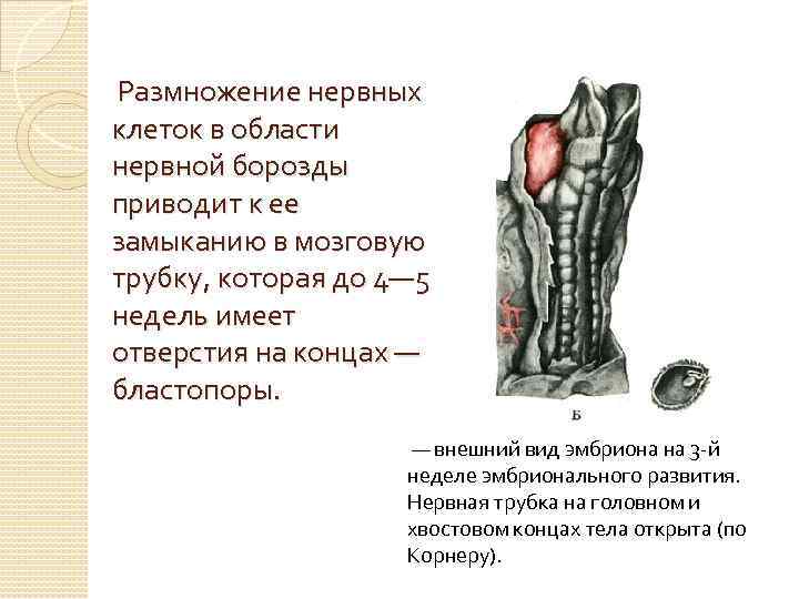  Размножение нервных клеток в области нервной борозды приводит к ее замыканию в мозговую