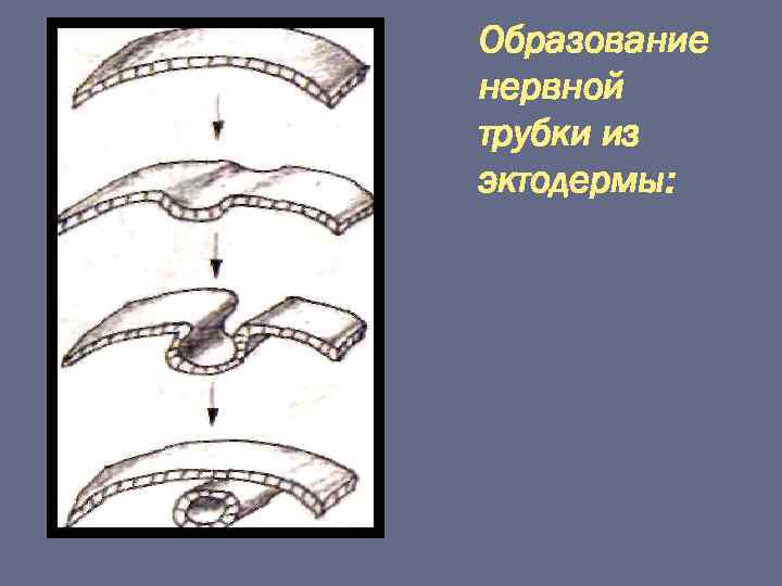 Образование нервной трубки из эктодермы: 