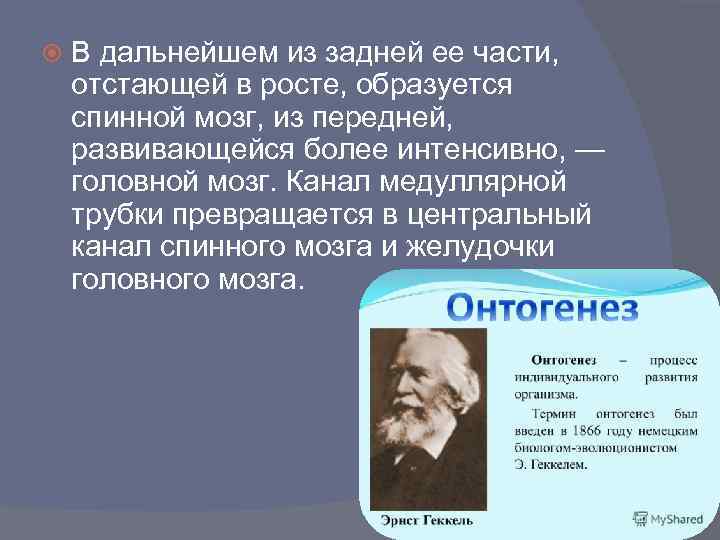  В дальнейшем из задней ее части, отстающей в росте, образуется спинной мозг, из