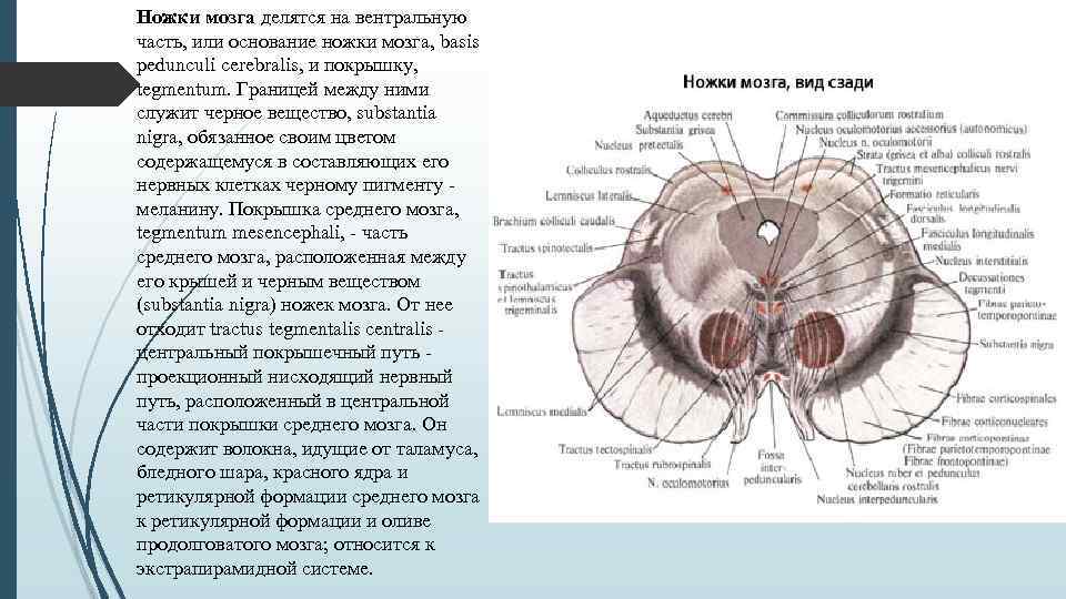 Воспаление серого вещества мозга латынь. Покрышка среднего мозга анатомия. Перекрест покрышки среднего мозга. Ножки среднего мозга строение.