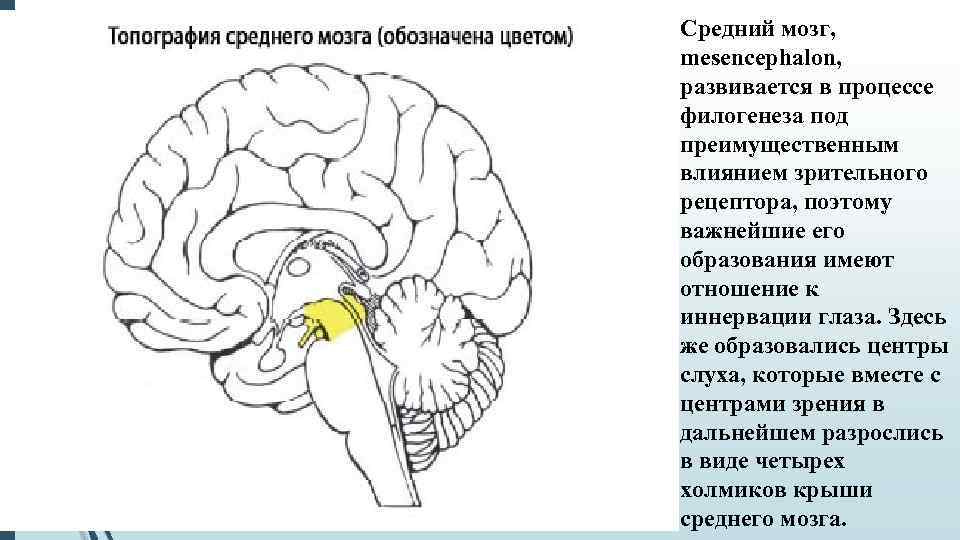 Презентация средний мозг анатомия