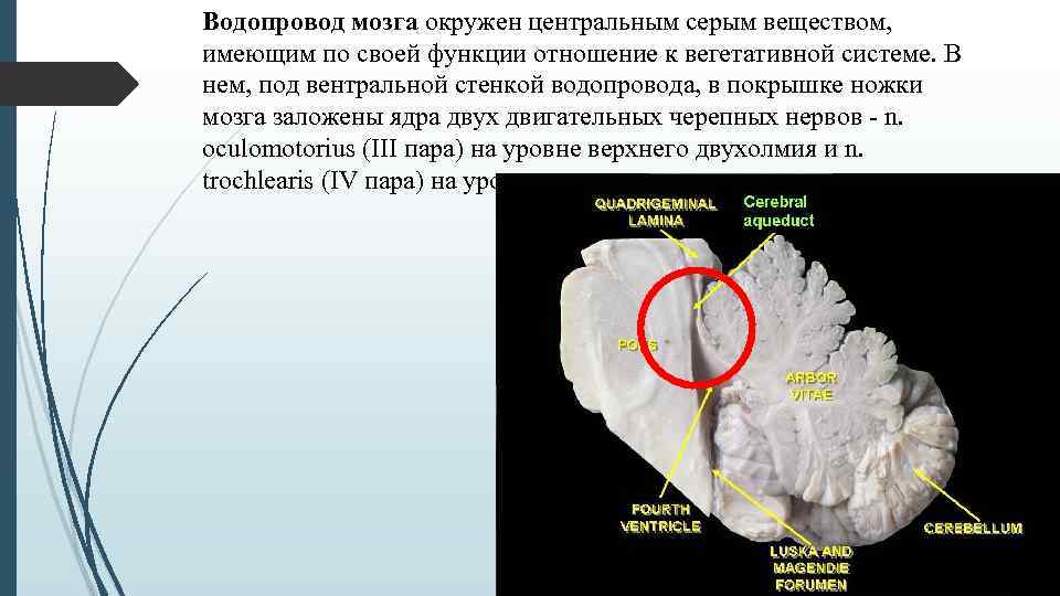 Соединение белой. Функции белого вещества среднего мозга. Серое вещество среднего мозга. Расположение белого и серого вещества среднего мозга. Серое и белое вещество среднего мозга.