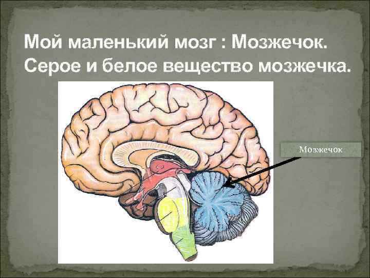 Мой маленький мозг : Мозжечок. Серое и белое вещество мозжечка. Мозжечок 