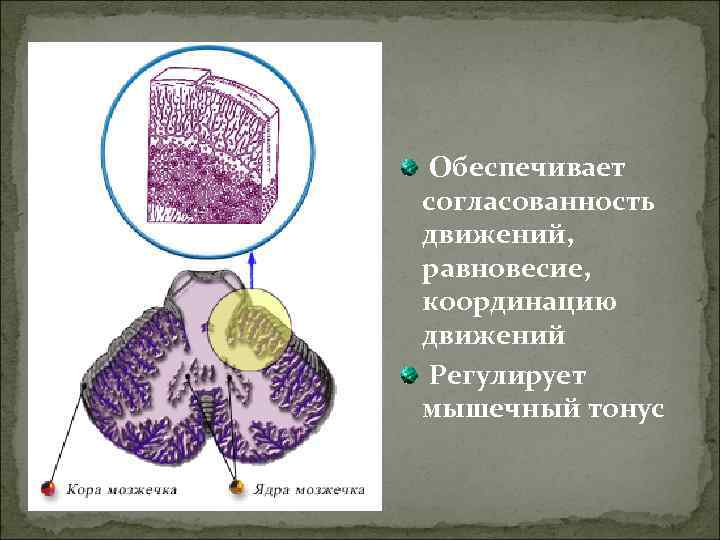 Обеспечивает согласованность движений, равновесие, координацию движений Регулирует мышечный тонус 