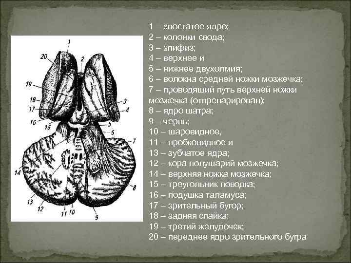 1 – хвостатое ядро; 2 – колонки свода; 3 – эпифиз; 4 – верхнее