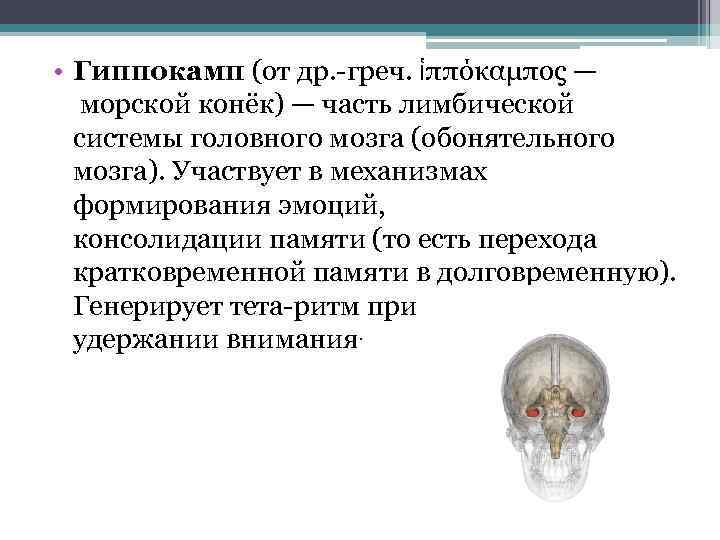  • Гиппокамп (от др. -греч. ἱππόκαμπος — морской конёк) — часть лимбической системы