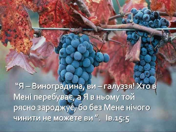 “Я – Виноградина, ви – галуззя! Хто в Мені перебуває, а Я в ньому