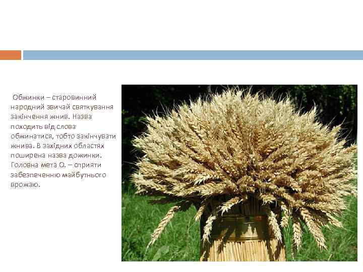 Обжинки – старовинний народний звичай святкування закінчення жнив. Назва походить від слова обжинатися, тобто