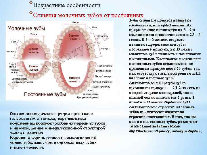 *Возрастные особенности * *Отличия молочных зубов от постоянных Однако они отличаются рядом признаков: голубоватым