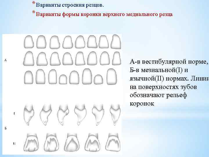 Верхних резцов. Анатомия коронки верхних резцов. Анатомия коронок зубов верхней челюсти. Формы коронок резцов верхней челюсти.