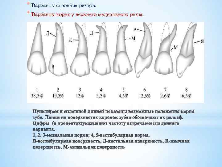 * Варианты строения резцов. * Варианты корня у верхнего медиального резца. 