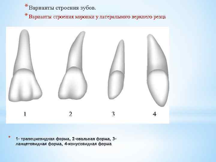 Вариант строения