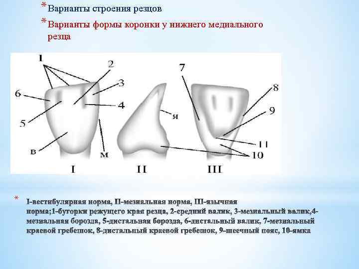 * Варианты строения резцов * Варианты формы коронки у нижнего медиального резца * 