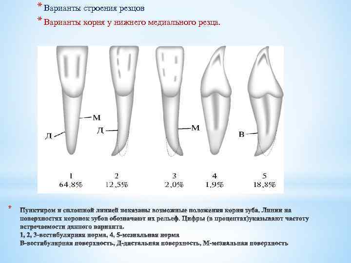 * Варианты строения резцов * Варианты корня у нижнего медиального резца. * 