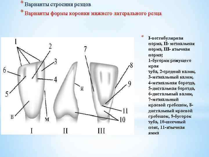 Поверхности зубов в стоматологии схема