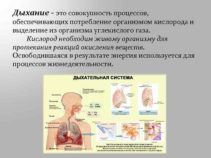 Дыхание - это совокупность процессов, обеспечивающих потребление организмом кислорода и выделение из организма углекислого