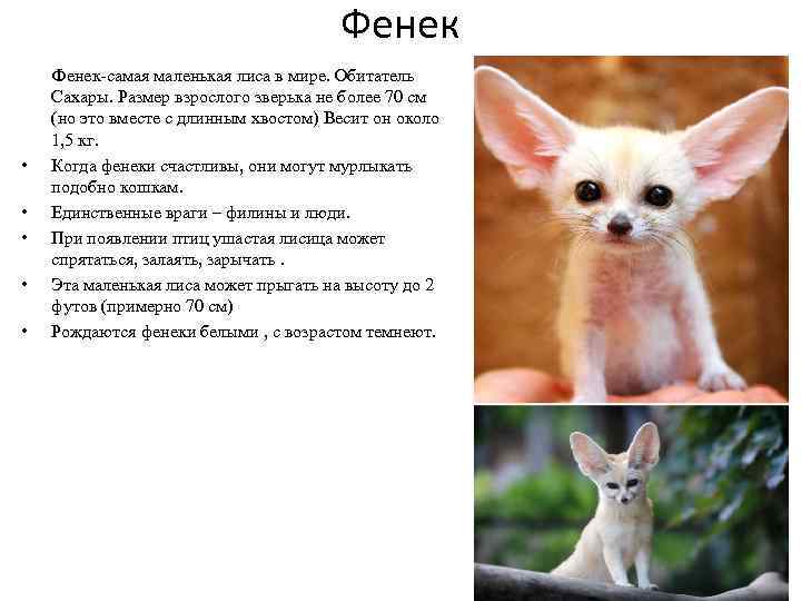 Фенек Фенек-самая маленькая лиса в мире. Обитатель Сахары. Размер взрослого зверька не более 70