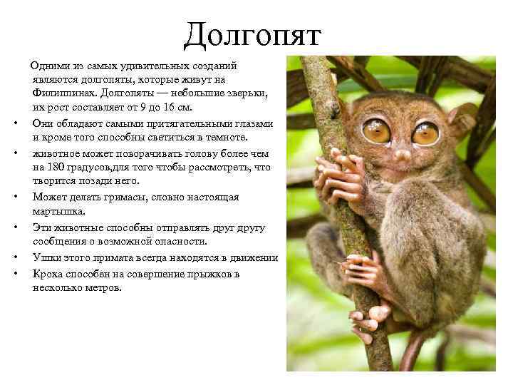 Долгопят Одними из самых удивительных созданий являются долгопяты, которые живут на Филиппинах. Долгопяты —
