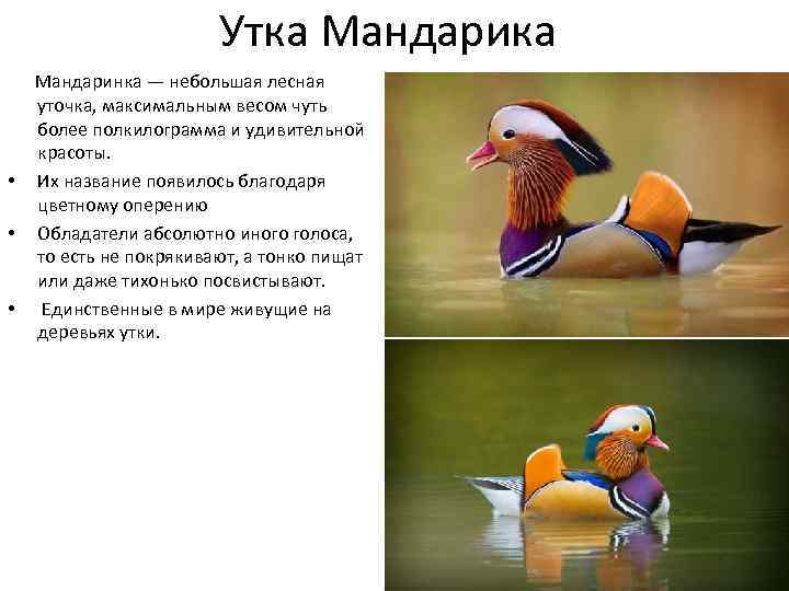 Утка Мандарика Мандаринка — небольшая лесная уточка, максимальным весом чуть более полкилограмма и удивительной