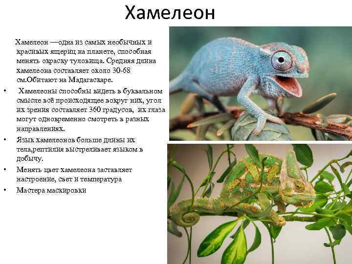 Хамелеон —одна из самых необычных и красивых ящериц на планете, способная менять окраску туловища.