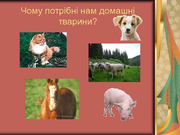 Чому потрібні нам домашні тварини? 