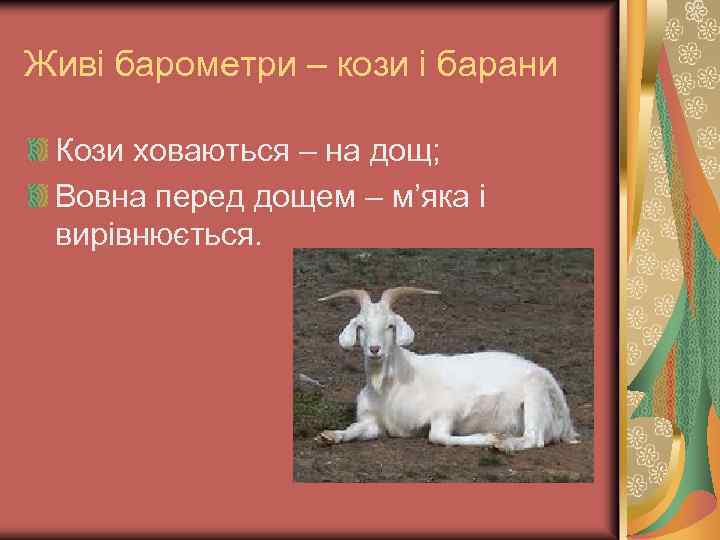 Живі барометри – кози і барани Кози ховаються – на дощ; Вовна перед дощем