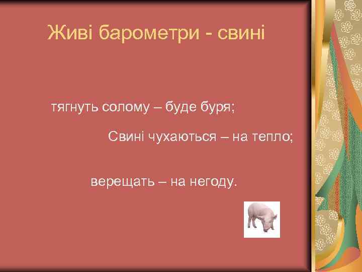 Живі барометри - свині тягнуть солому – буде буря; Свині чухаються – на тепло;