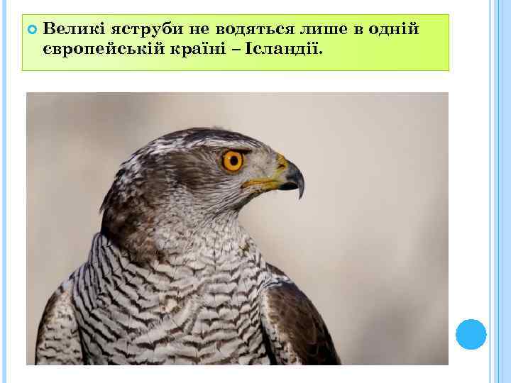  Великі яструби не водяться лише в одній європейській країні – Ісландії. 