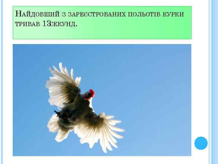 НАЙДОВШИЙ З ЗАРЕЄСТРОВАНИХ ПОЛЬОТІВ КУРКИ ТРИВАВ 13 СЕКУНД. 